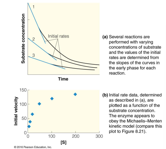 <ul><li><p><span><strong>Mix the same [E] but varying [S]</strong></span></p></li><li><p><span>Measure <strong>initial rates </strong>of [S] disappearance</span></p></li><li><p><span>Plot <strong>change in [S] vs time</strong></span></p></li><li><p><span>Calculate <strong>initial rate </strong>based on slopes</span></p></li></ul><p></p>
