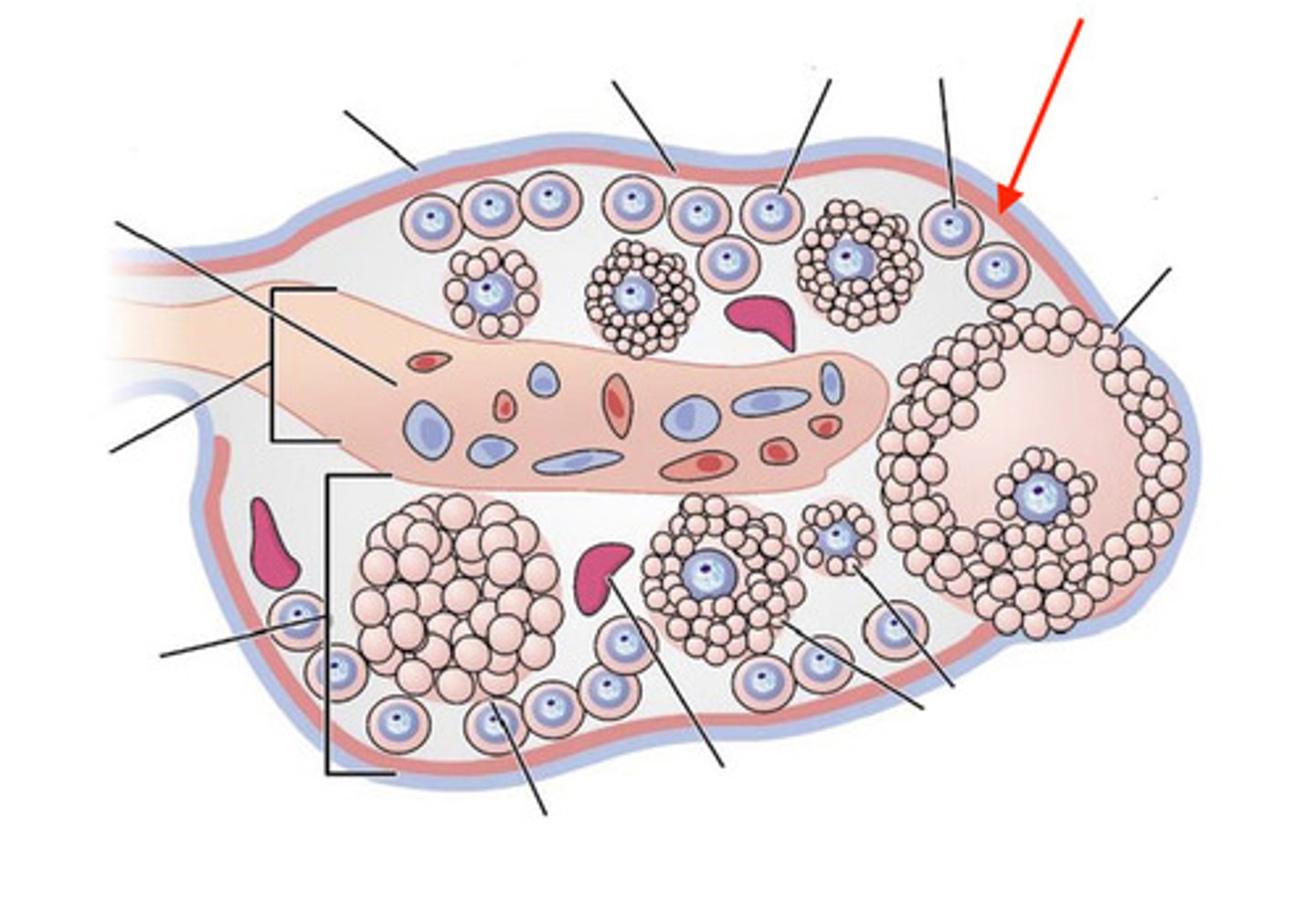 <p>what is this layer of the ovary?</p>