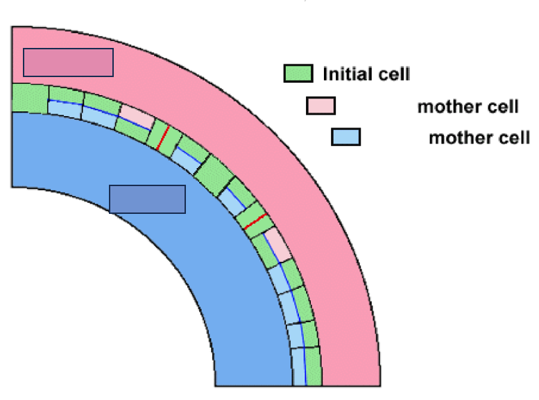 <p>According to the figure, cells which are produced periclinally become ____________ while those produced anticlinally become what?</p>