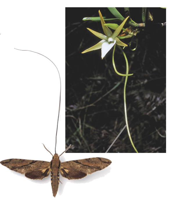 When Darwin saw the Orchid species Angraecum sesquipedale and its extremely long nectar spur, he predicted ____ .
