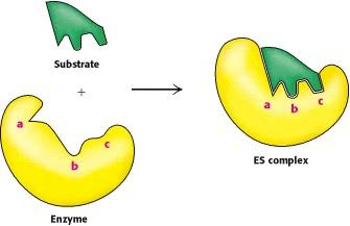 <p>A temporary association formed when an enzyme binds to its substrates.</p>