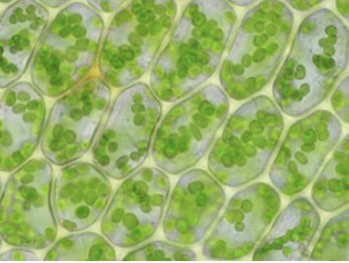 What are Chloroplasts