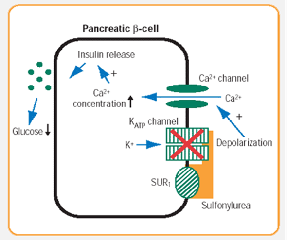 <ul><li><p><span style="font-family: Arial; font-size: 24px;">Bind to KATP channels, closing them and preventing movement of potassium out of the cell</span></p></li><li><p><span style="font-family: Arial; font-size: 24px;">Resultant depolarisation leads to influx of Ca2+ ions</span></p></li><li><p><span style="font-family: Arial; font-size: 24px;">Increased intracellular calcium ion concentration leads to increased insulin release</span></p></li><li><p><span style="font-family: Arial; font-size: 24px;">Increased insulin levels leads to reduction in glucose level</span></p></li></ul><p></p>