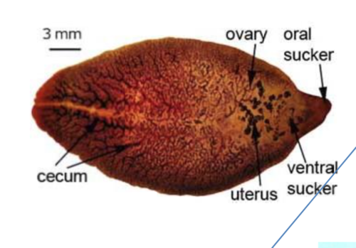 Fasciola labeled