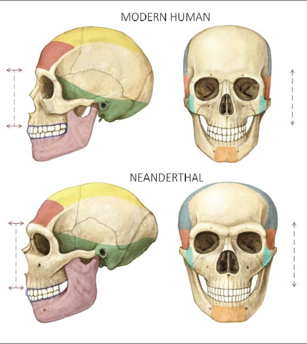 <ol><li><p>1410 – 1520 cc (avg)</p></li><li><p>long, low cranium w/ sloping forehead</p></li><li><p>"occipital bun"</p></li><li><p>retromoral space</p></li><li><p>large, wide nasal aperture/cavity</p></li><li><p>projecting midface</p></li><li><p>widely set orbits</p></li></ol><p></p>