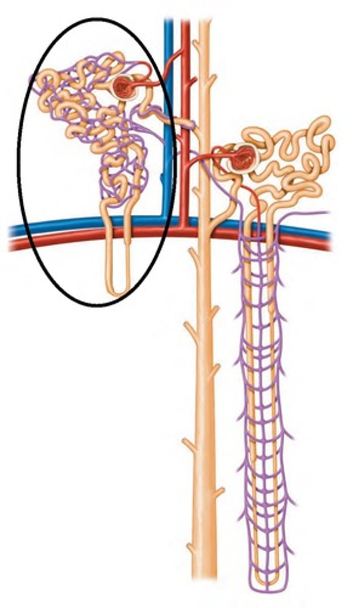<p>nephrons with a shorter loop of henle responsible for filtration, reabsorption, and secretion</p><p>surrounded by peritubular capillaries</p><p>85% of nephrons</p>