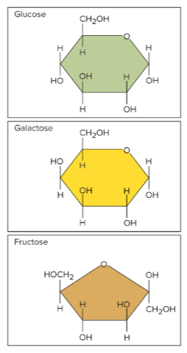 <p>The three important monosaccharides that are produced by digesting more complex carbohydrates; they are all isomers of each other with the formula C<sub>6</sub>H<sub>12</sub>O<sub>6</sub></p>