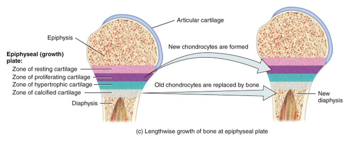 <p>during the activity of the epiphyseal plate</p>