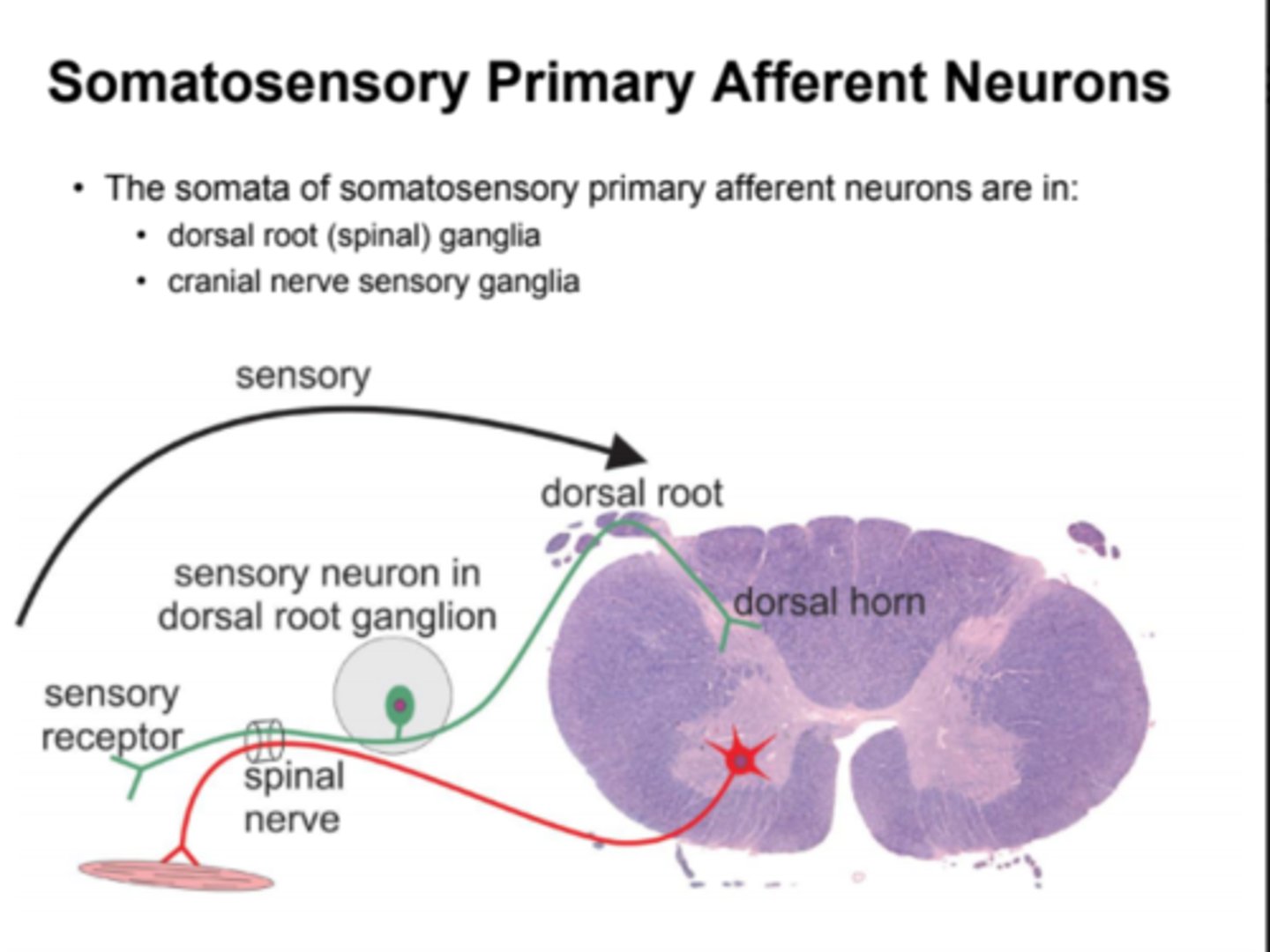 <p>- Peripheral processes of somatosensory primary afferent neurons remain outside the CNS. <br>- However, their central processes enter the CNS as dorsal rotos<br>- Dorsal roots only contain axons of sensory neurons<br>- Peripheral processes of dorsal root ganglion neurons are distributed throughout the body via spinal nerves<br>- Spinal nerves are composed of a mixture of sensory and motor axons from a single spinal cord segment<br>- Soma (cell body) of a somatosensory neuron hangs off the middle of the axon in the ganglion. The peripheral processes responds to touch, pressure, or pain by generation of an action potential<br>- Sensory receptors are found at the ends of the peripheral processes of neuron (each neurons receptors are specialized to respond to particular stimuli)</p>