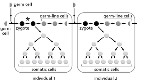 <p><span><span>Two individuals are represented in Figure 9-1; individual 1 is one of the parents of individual 2. The asterisk indicates the occurrence of a point mutation on one of the parent’s chromosomes. According to the figure, what is the chance that individual 2 will inherit the mutation that occurs in individual 1? </span></span></p>