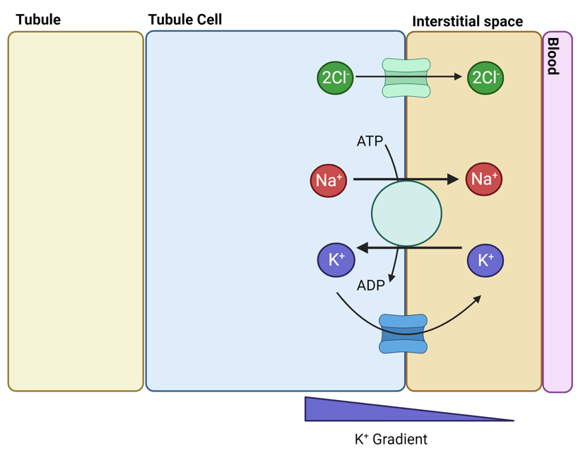 <p>Na+/K+ ATPase moves Na+ out to interstitial space and K+ into cells of which K+ returns to interstitial fluid via ion channels down the conc gradient</p>