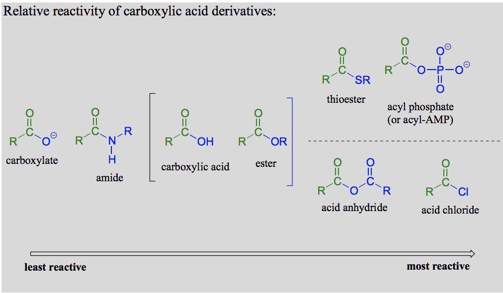 <p>In carboxylic acid derivatives, the partial positive charge on the carbonyl carbon is stabilized by electron donation from nonbonding electrons on the adjacent heteroatom, which has the effect of decreasing electrophilicity.</p><p>Biologically (from highest to lowest): Acyl phosphates, thioesters, carboxylic acids, carboxylic esters, amides, carboxylate groups. (Acyl phosphates and thioesters most relevant).</p><p>In the lab: Acid anhydrides and acid chlorides (analogous to thioesters and acyl phosphates in the sense that they too are highly reactive carboxylic acid derivatives).</p>