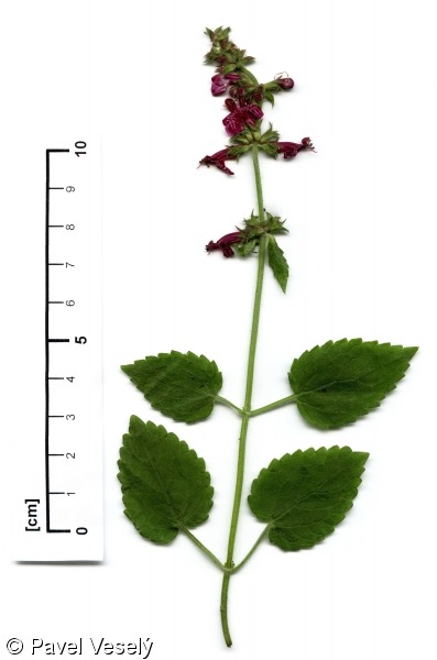 <p>Stachys sylvatica - Lamiaceae</p>