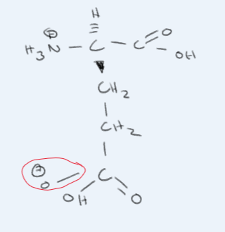 <p>What amino acid is this?</p>