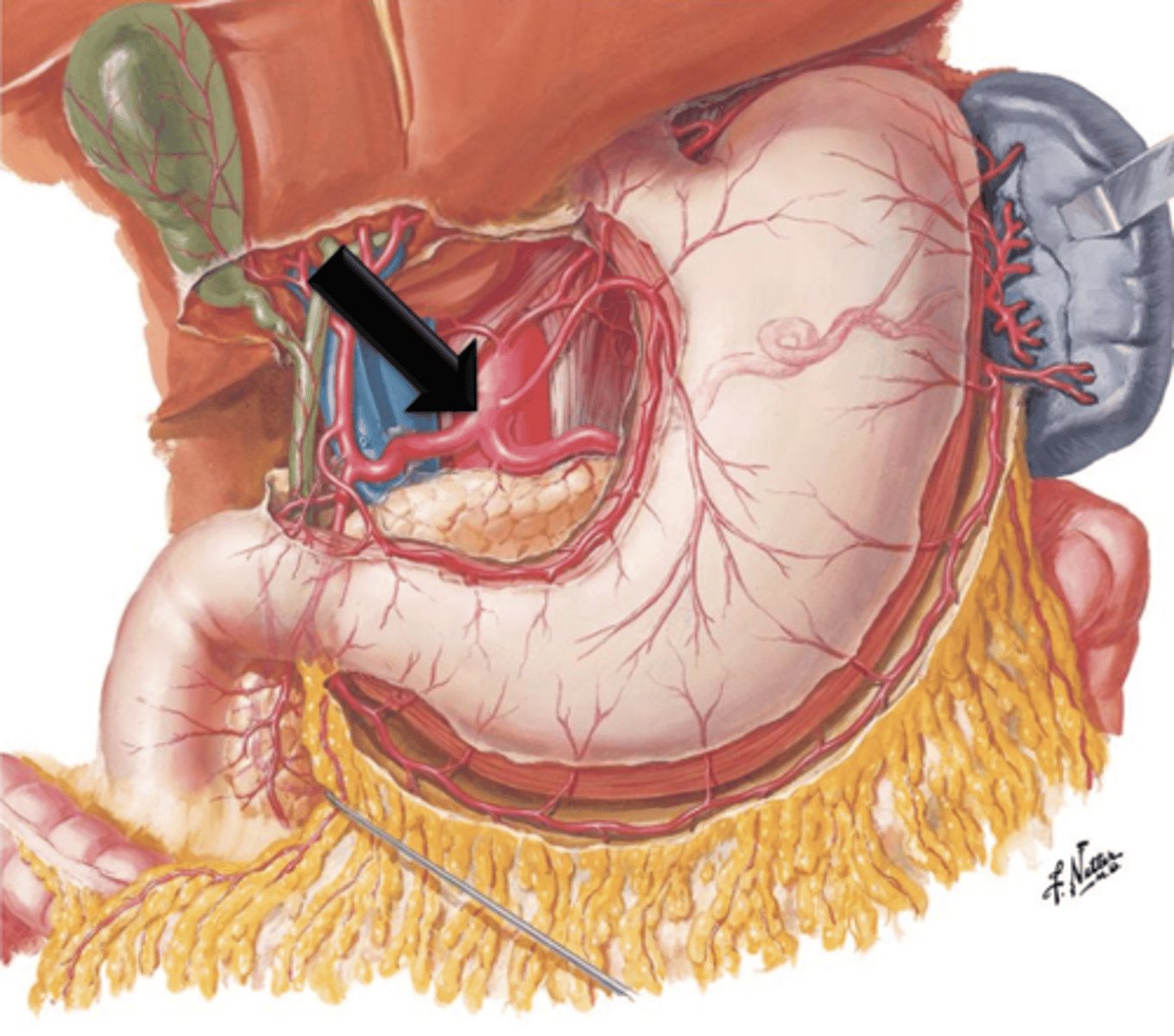 <p>A short vessel that arises from the aorta immediately below the aortic opening of the diaphragm.</p>