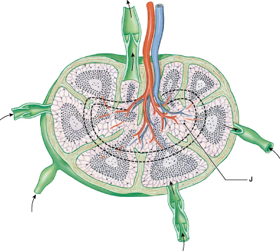 <p>Identify the region of the lymph node labeled "J." </p>
