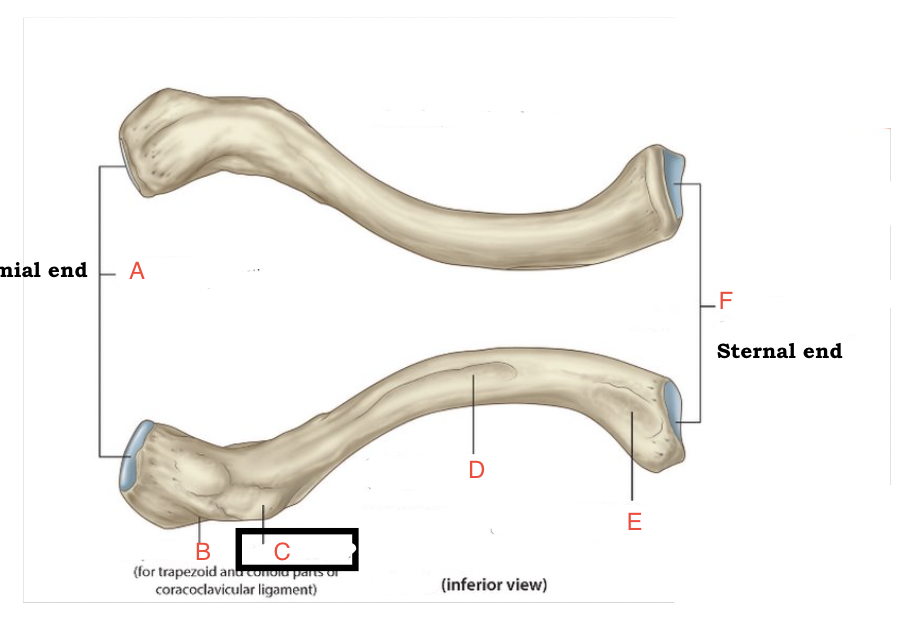 <p>the acromial end of the clavicle is ____ than the sternal side and ____</p>