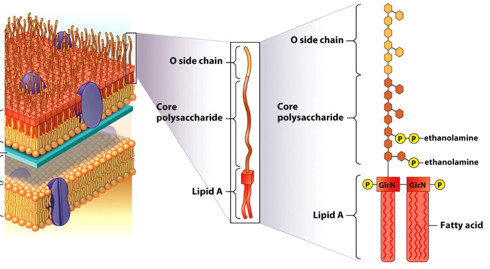 <p>Lipid A is immunogenic, meaning it can initiate an immune response in the body upon antibiotic treatment.  </p><p>The O side chain can be changed by the bacterium and these changes can cause different effects/reactions during infection which can be harmful.</p>