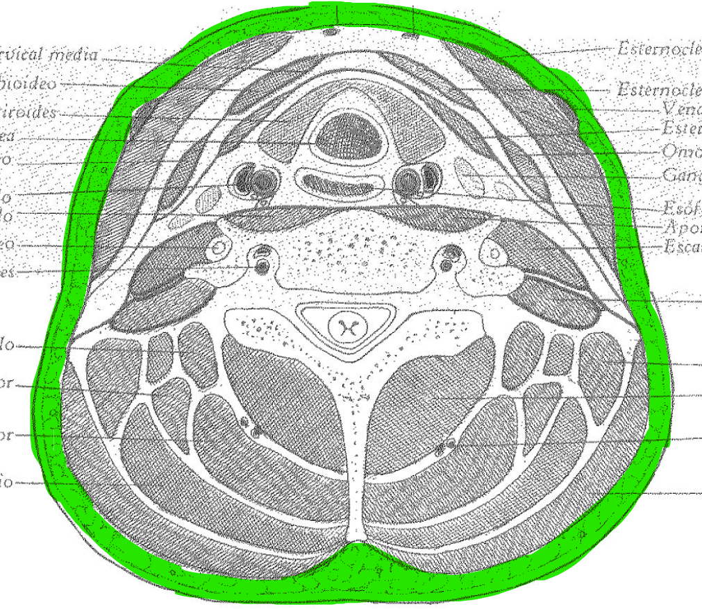 <p>Fascia cervical</p><p>Capas de tejido conectivo envolvente</p><p>Proporcionan soporte y protección a los órganos y tejidos</p><p>Permite deslizamiento suave entre estructuras, facilitando movimiento muscular.</p><ul><li><p>Fascia general (tejido subcutáneo)</p><ul><li><p>Rodea cuello, ECM, trapecio y nuca</p></li></ul></li></ul><p></p>