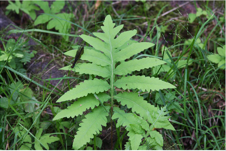 <p>Sensitive Fern</p>