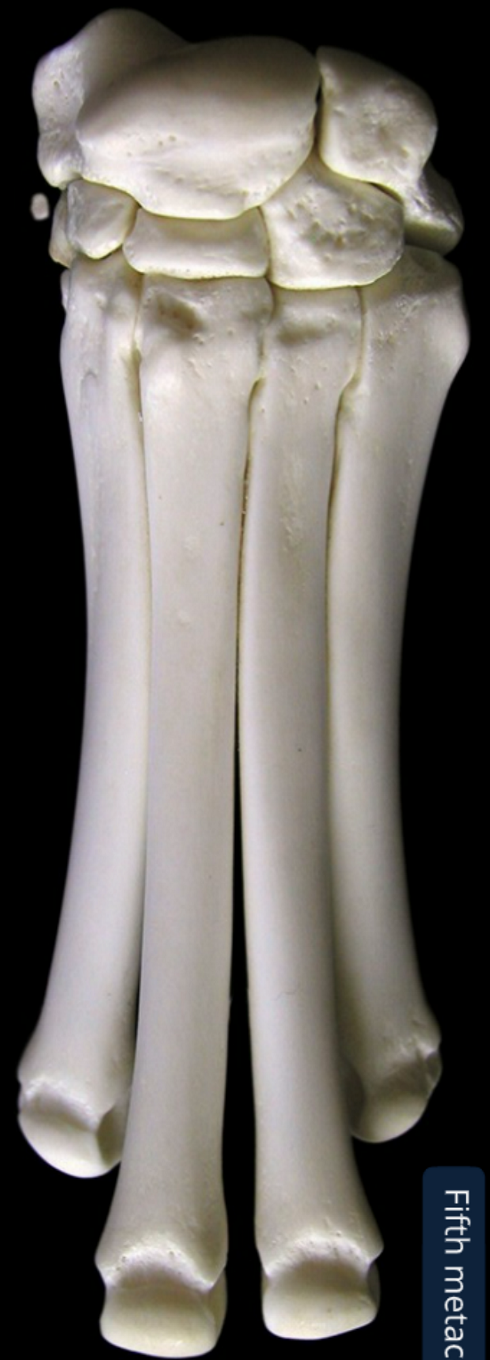 <ol><li><p>radial/intermedioradial carpal bone</p></li><li><p>ulnar carpal bone</p></li><li><p>first carpal: most medial carpal</p></li><li><p>second carpal</p></li><li><p>third carpal</p></li><li><p>fourth crapal: most lateral carpal</p></li><li><p>first metacarpal bone</p></li><li><p>second matacarpal</p></li><li><p>third metacarpal</p></li><li><p>fourth metacarpal</p></li><li><p>ffth metacarpal</p></li></ol><p></p>