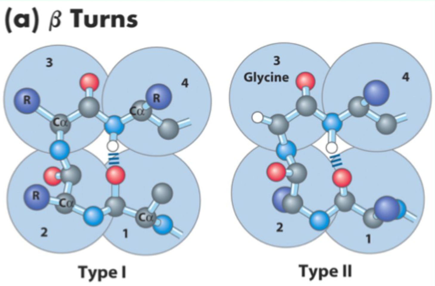 <p>They <strong>connect α-helices and β-sheets</strong>.</p>
