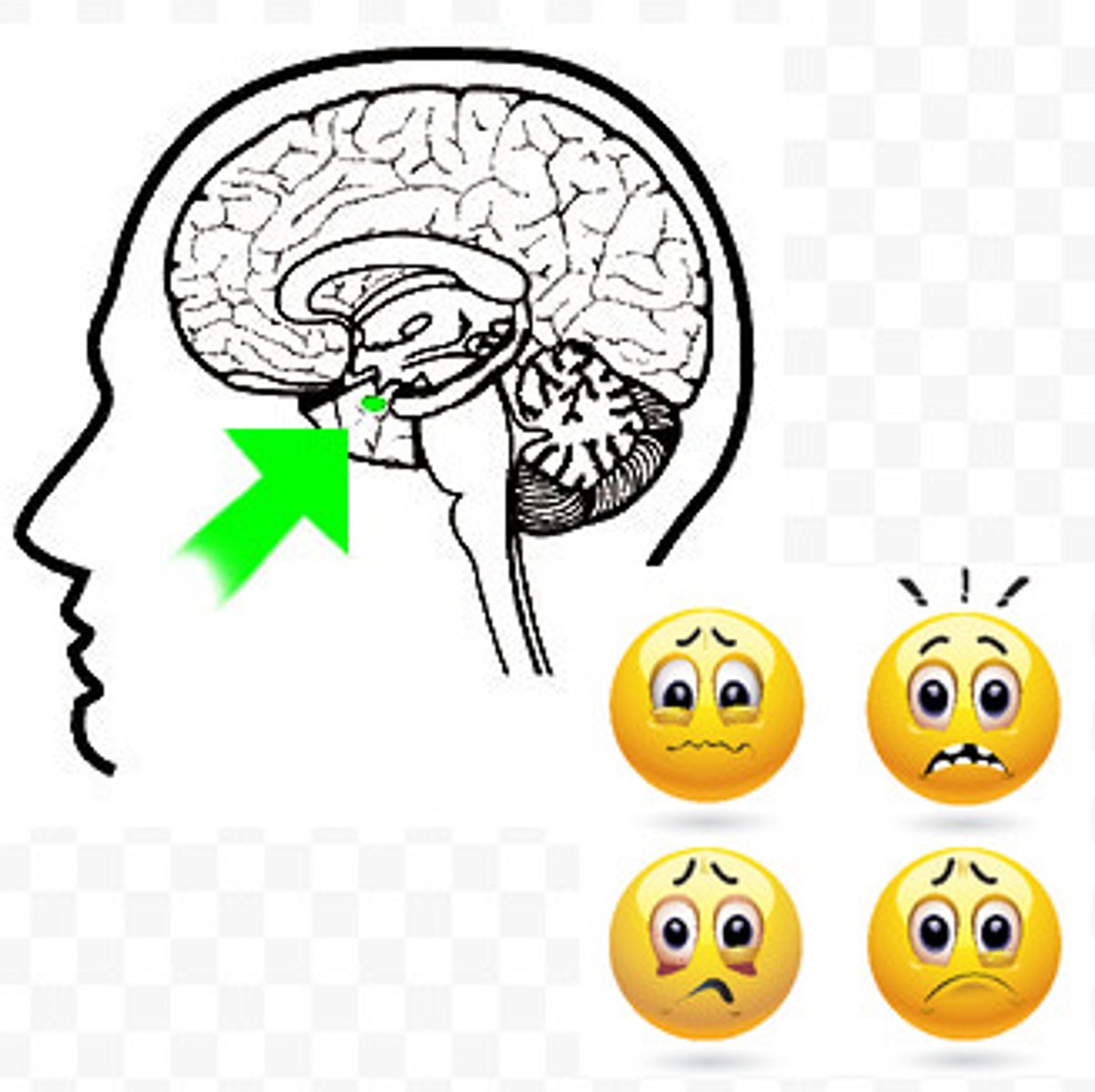 <p>lima bean sided clusters - linked to emotion, fear, and aggression</p><p>aggression begins with A and so does amygdala</p>