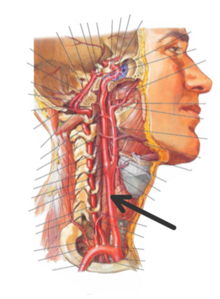 <p>identify the structure(s) indicated by the arrow</p>