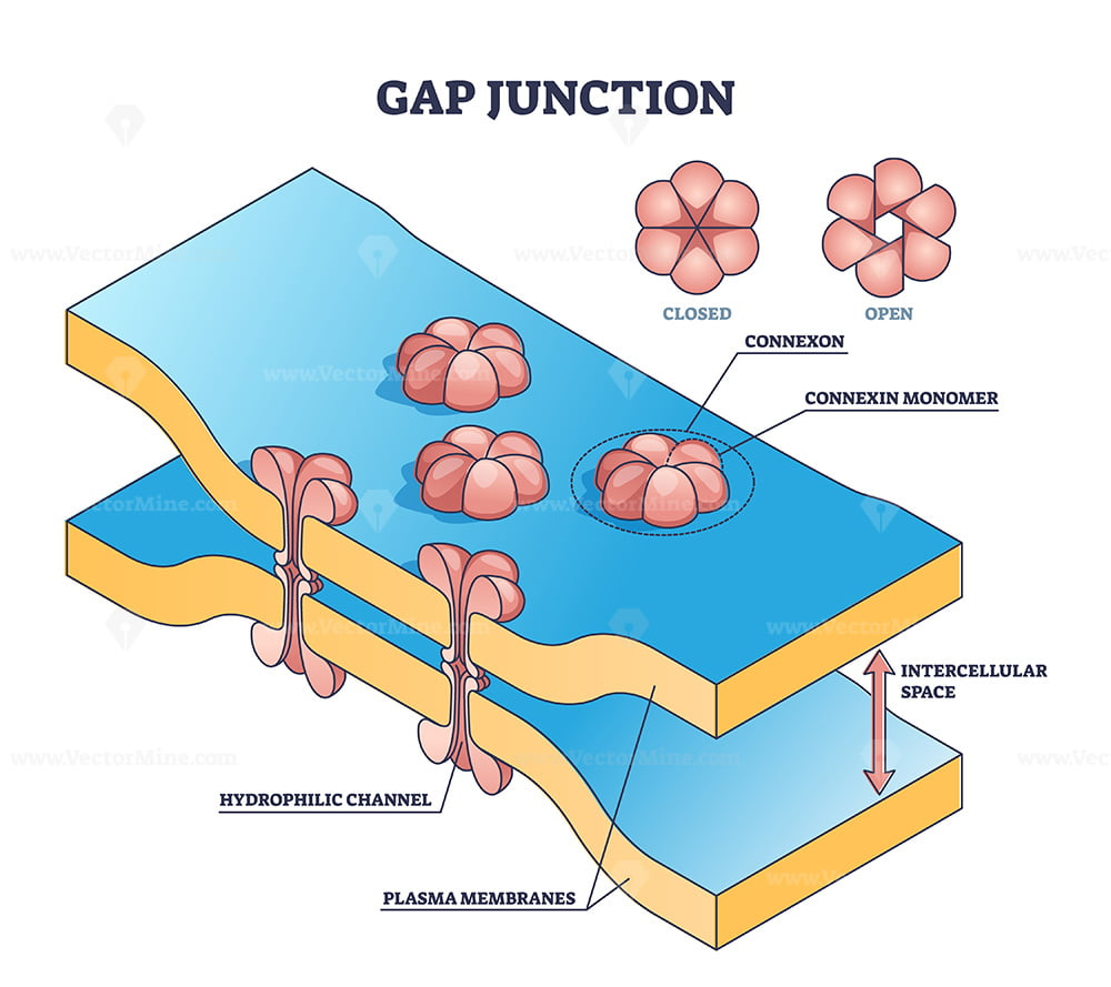 <p>allows ions to pass from cell to cell; electrically couple adjacent cells</p><p>-allows heart to be functional syncticum (behaved as single coordinated unit)</p>