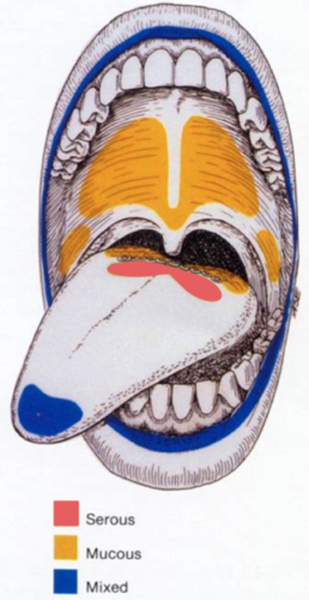 <p>anterior</p><p>gingiva</p>