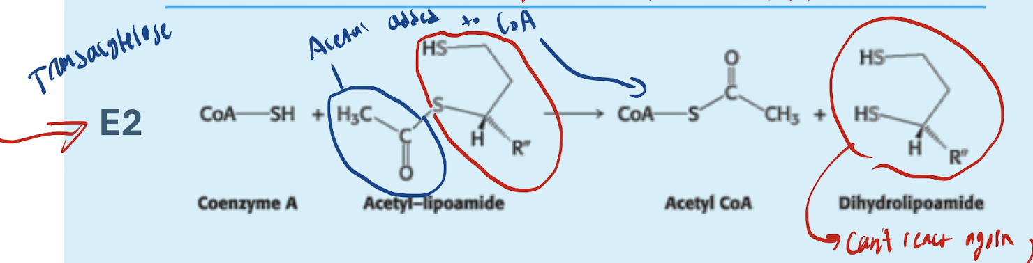 <p>Acetyl-lipoamide transfers acetyl group to Coenzyme A</p><p></p><p>→ Acetyl-CoA + Dihydrolipoamidez</p>