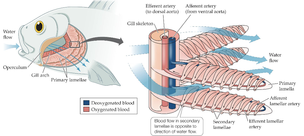 <p>-Arches = structure<br>-Filaments attached to arches, covered with small blood vessels (capillaries)</p>