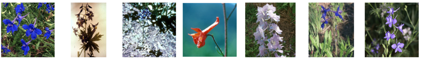 <p>Diterpene alkaloid (muscle weakness, bloat, vomiting)</p>