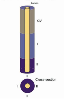 <p>segmental arrangement</p>