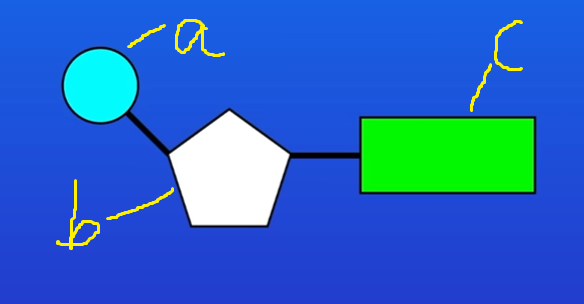 <p>State the name of the structure in the nucleotides.[3 marks]</p>