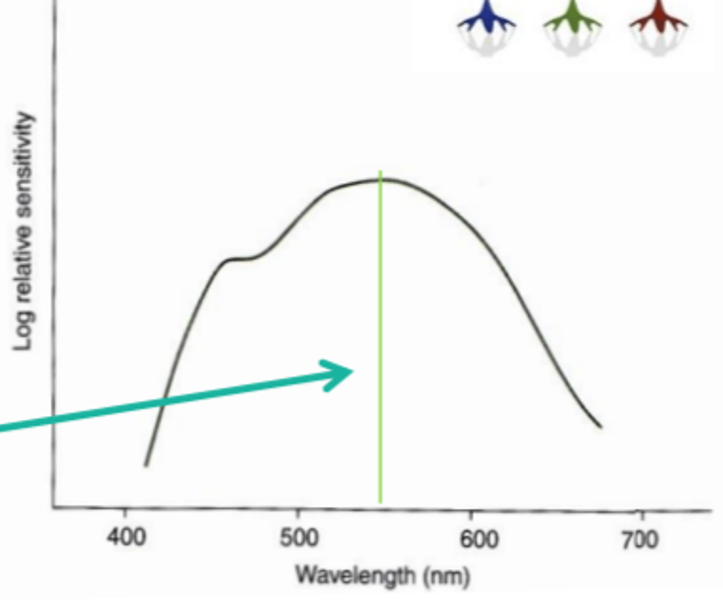<p>the photopic spectral sensitivity curve represents the addition of ____ and ____ cones because _____ cones make little to no contribution to photopic spectral sensivity</p>