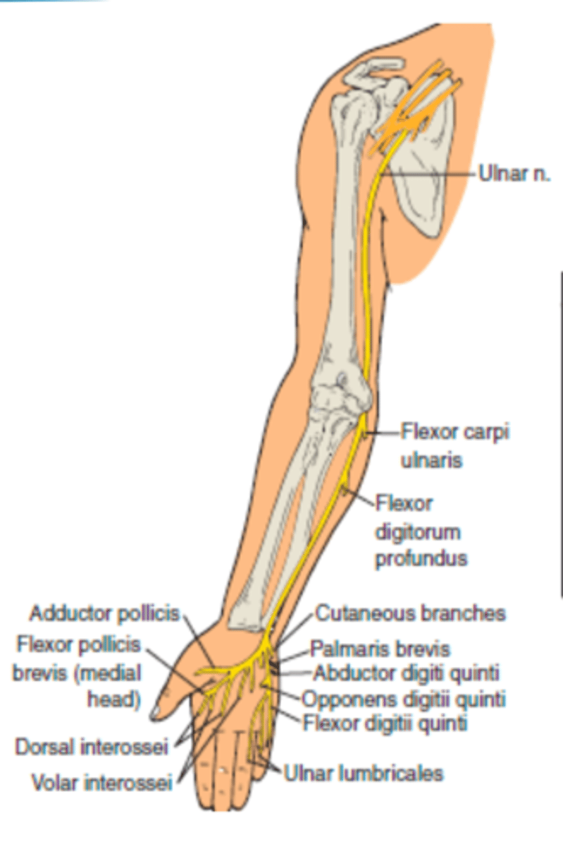 <p>posterior to medial epicondyle, pierces flexor carpi ulnaris, superficial to flexor retinaculum, enters hand via tunnel of Guyon</p>