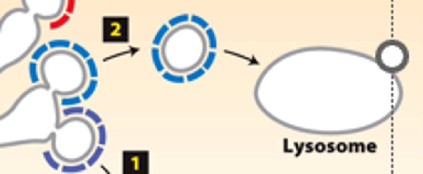 <p>five destinations trans-golgi complex sorts into for transport: may have clathrin coat, transport lysosomal enzymes directly to lysosomes</p>