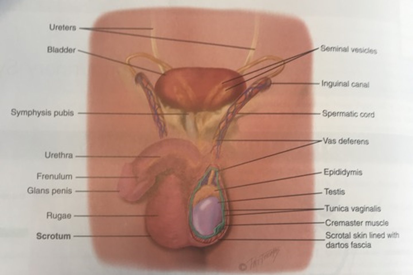 <p>A</p><p>Sperm production occurs in the testes, not in the other structures listed.</p>