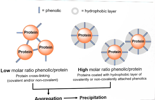 <ul><li><p>Low molar ratio: cross linking will likely happen (covalent or non-covalent or both). Causes aggregation and precipitation. </p></li><li><p>High molar ratio: proteins coated with hydrohpobic layer of covalently or non-covalently attached phenolics. Will also cause aggregation → precipitation</p></li></ul><p></p>