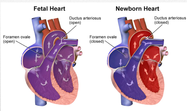 <p>Communication is also open between the aorta and the ______ _____ via the ____ _____</p>
