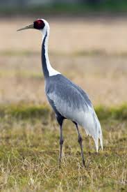 <p>Status: VU</p><p>Family: Gruidae</p>