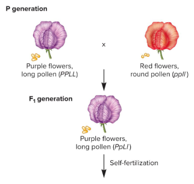 <p>Fill in the blank…</p><p>Bateson and Punnett conducted a cross in sweet peas involving two different traits: flower color and pollen shape. The expected ( ) ratio in the F<sub>2</sub> generation for this two-factor cross was not observed. More of the original ( ) types were observed (homozygous recessive and dominant). This occurred because the genes did not independently assort; rather, the two genes were ( ) on the same chromosome.</p>