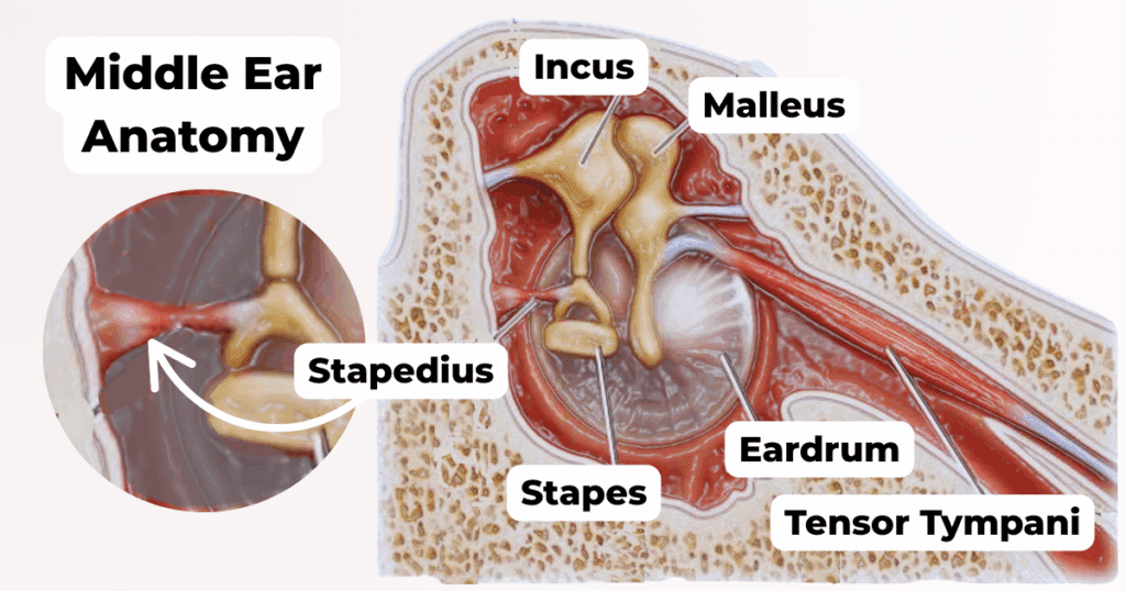 <p>The <strong>Mastoid (Posterior) Wall</strong> of the middle ear cavity houses the <strong>stapedius muscle</strong> in a structure known as the:</p><p>A.</p><p>Pyramid</p><p>B.</p><p>Prominence</p><p>C.</p><p>Aditus ad antrum</p><p>D.</p><p>Fossa incudis</p>