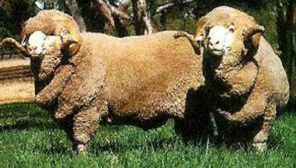 <p>basis of many composite breeds. good mothers (white faced) and has wool on legs.</p>