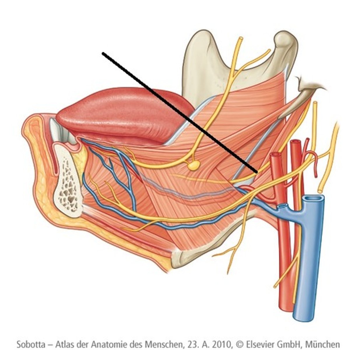 <p>XI</p><p>oorsprong: onderste gedeelte v/d hersenstam</p><p>innervatie: achterste gedeelte v/d tong, zachte gehemelte, keelholte en oorspeekselklier</p>