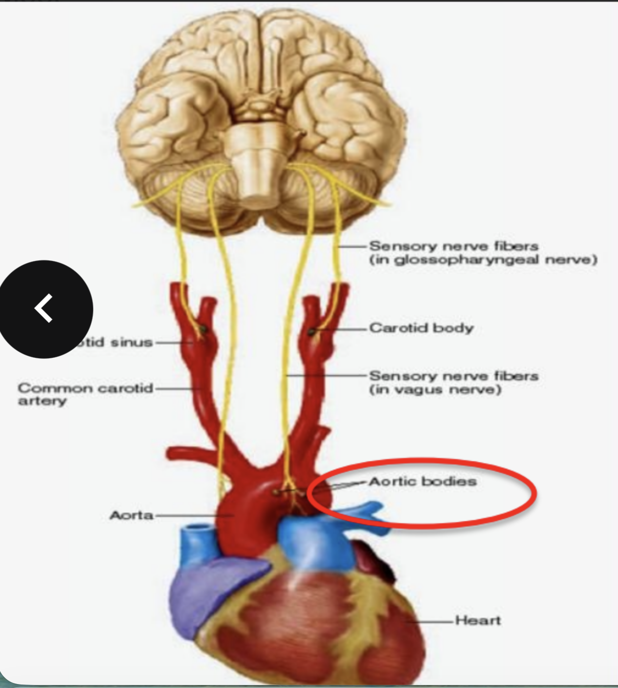 <p>it is initiated by the baroreceptors in the wall of the ascending aorta and arch of the aorta which regulates systemic blood pressure </p>