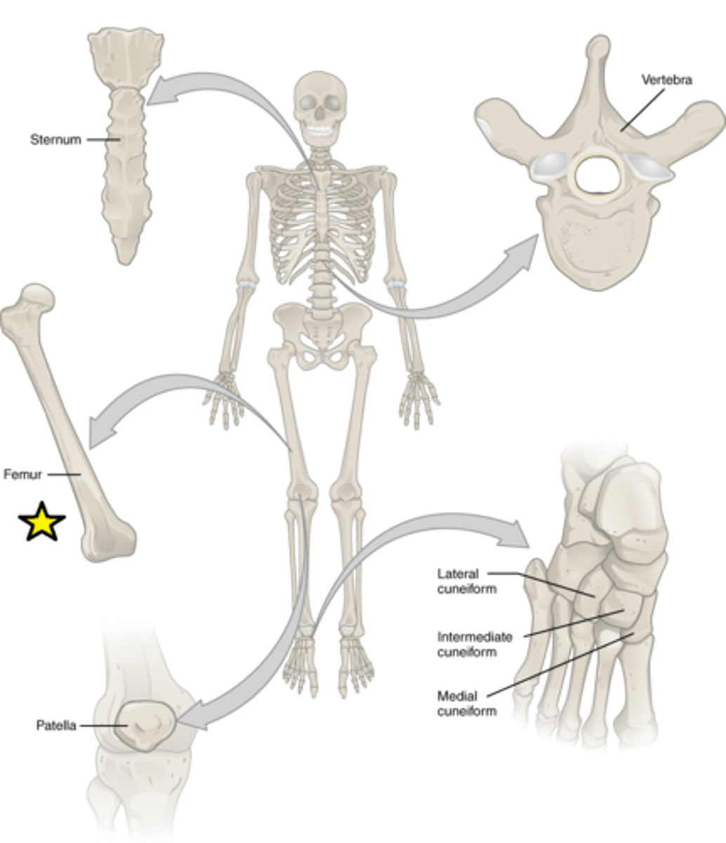 <p>Features: Cylinder-like shape, longer than it is wide</p><p>Functions: Leverage</p><p>Examples: Femur, tibia, fibula, metatarsals, humerus, ulna, radius, metacarpals, phalanges</p>