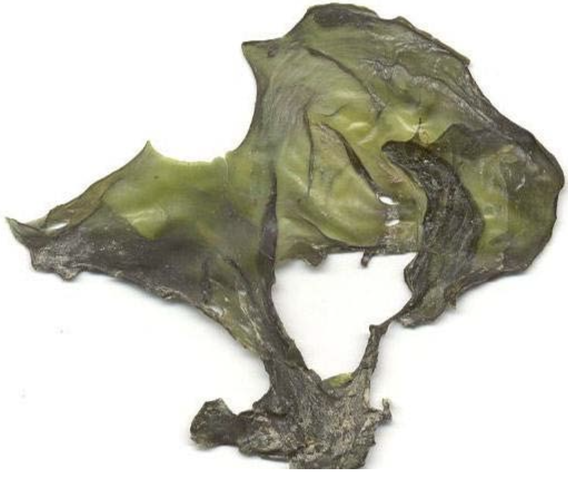 <p>Nostoc sp.</p>