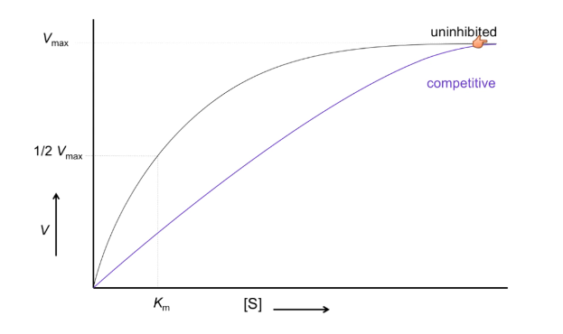 <p>Curve shifted right</p><p>V max stays the same</p><p>Km increases</p>